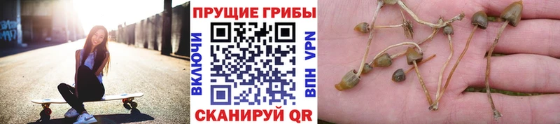Псилоцибиновые грибы Psilocybine cubensis продажа наркотиков Купино